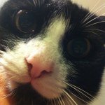 Janus🇺🇸 - @janus_black_cat - Instagram
