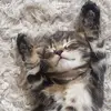 Japhet Martinez - @japhet.martinez69 - TikTok