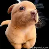 Japhet Martinez - @japhet.martinez3 - TikTok