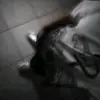 japhetmartinez - @j_elminor - TikTok