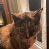 Jarrod bellamy - @proudcatdaddy1984 - TikTok