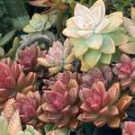 Mi bello jardín - @mibellojardin2 - Instagram