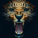 Jared Bloch - Facebook
