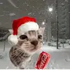 Jared😜🎄 - @jared.caudillo - TikTok