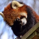 Jared Chung - @jaredchung9 - Instagram
