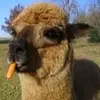 jared mccloughan - @jaredmccloughan - TikTok