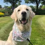 Jared Comfort Dog - @lcck9jared - Instagram