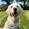 Jared Comfort Dog - @jared_comfort_dog - TikTok