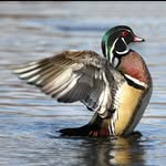 Jared Cook - @duck_hunter2017 - Instagram