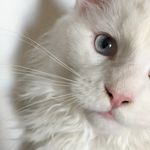 Bond_James_Jared_Bond 🐱 - @jared_the.maine.coon - Instagram
