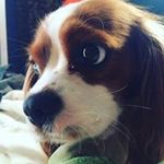 Jared Crowe - @jareds_pets_spam - Instagram
