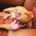 Jared Downey - @jaredschralps - Instagram