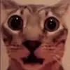 jaredlucerocol - @jaredlucerocol - TikTok