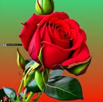 Jarrod Mccuiston - Facebook