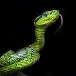 Jared Moreno - @herpetofauna_de_osa - Instagram