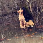 Jared Pankey - @clear_lake_retrievers - Instagram
