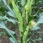Jared Penrod - @gmos_in_todays_ag - Instagram