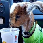 Jared - @pickles_jared - Instagram