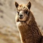 @jaredpine - Instagram