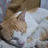 jaredrex16 - @jowaynetuban - TikTok