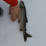 Jared Ricker - @icefishingmaine - Instagram
