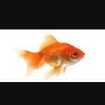 Jared Rutherford - @goldfish546 - Instagram