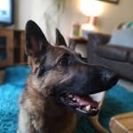Jared Shillington - @jaredshillington - Instagram