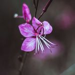 Jared Sturgill Nature Photos - @sturgillnature - Instagram