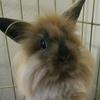 Jared Swenson - @bedsbunniesandbyond - TikTok