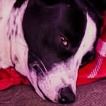 Jared Townsend - @funnylaffman - Instagram