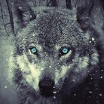 Jared Wolf - @ttv.silence415 - Instagram