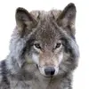 jaredwolfofficial - @jaredwolfofficial - TikTok