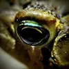 Jared Wolfe - @jared.wolfe1 - TikTok