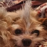 Jared Zane - @theone_crazylion - Instagram