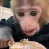 MeMonkey🐒 - @jarius.taylor47 - TikTok