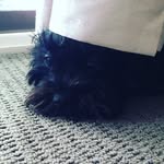 Sammybear - @sammy_davis_junior_jarman - Instagram