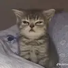 Jarod Berggren - @jarodberggren - TikTok