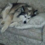 Jarred Fox - @greeneyedwolve - Instagram