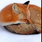 Jarred Fox - @lazy_fox87 - Instagram