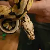 jarrenbrown280 - @jarrenbrown280 - TikTok