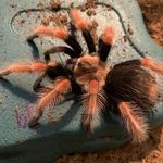 Jarrett Hicks - @arachnerd840 - Instagram
