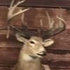 jarrodmurray437 - @jarrodmurray437 - TikTok