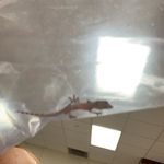 jarrod stevens - @jarrodthehighschoolgecko - Instagram