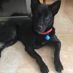 Jarvis Chen - @jarvis_the_pooper - Instagram