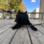 Jaryn Ware - @gunnerthenervousdog1207 - Instagram
