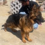 Jasdeep Brar - @jasdeep.brar.714049 - Instagram