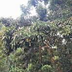 Jasir Ali house / জছির আলী নিবাস - Facebook