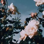 Jasjit - @jasjit_kaur_ - Instagram