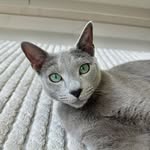 Jasmin | Blue Angel - @jasmin_russianblue_cat - Instagram