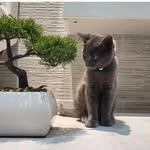 Jasmine Blue Russian cat - @bluerussianjasmin - Instagram